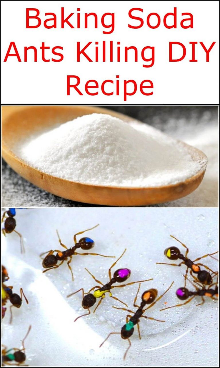 Baking Soda Ants Killing DIY Recipe 768x1283 
