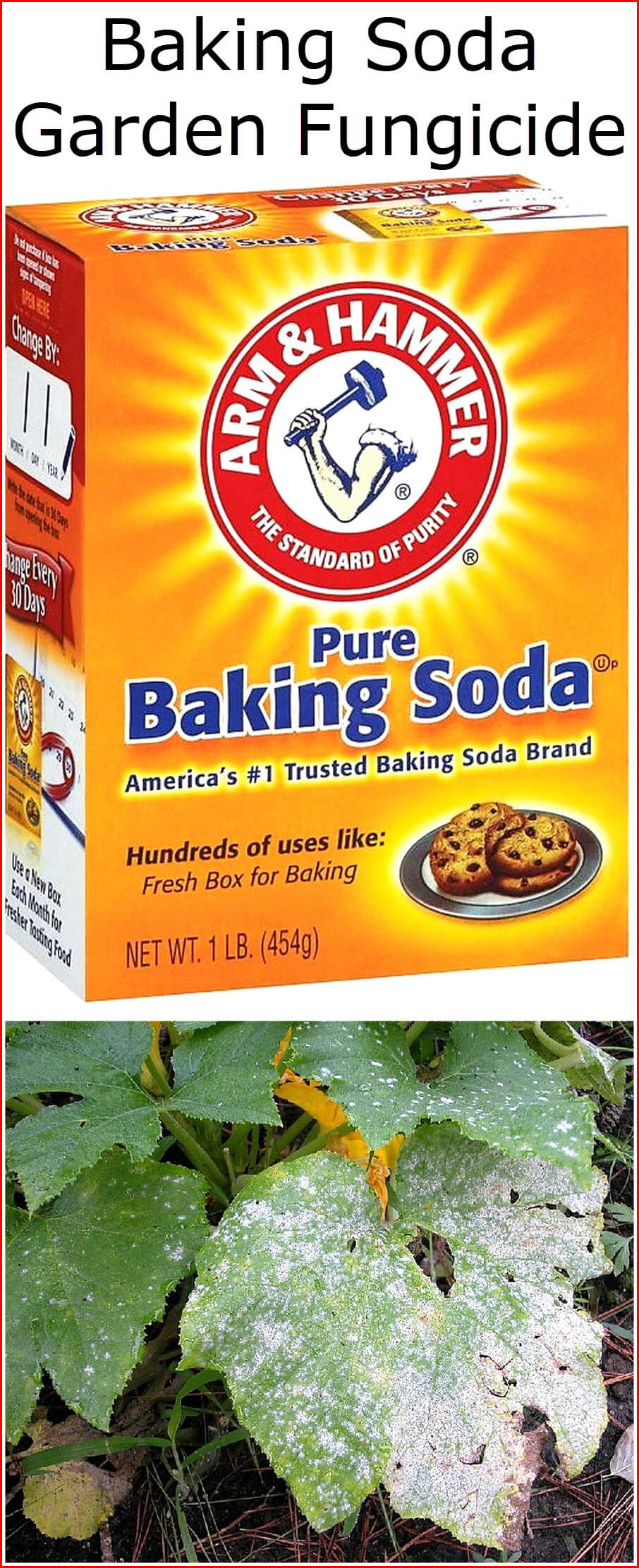Baking Soda Garden Fungicide Baking Soda Uses and DIY