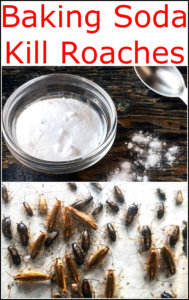 roaches remedy bicarbonate